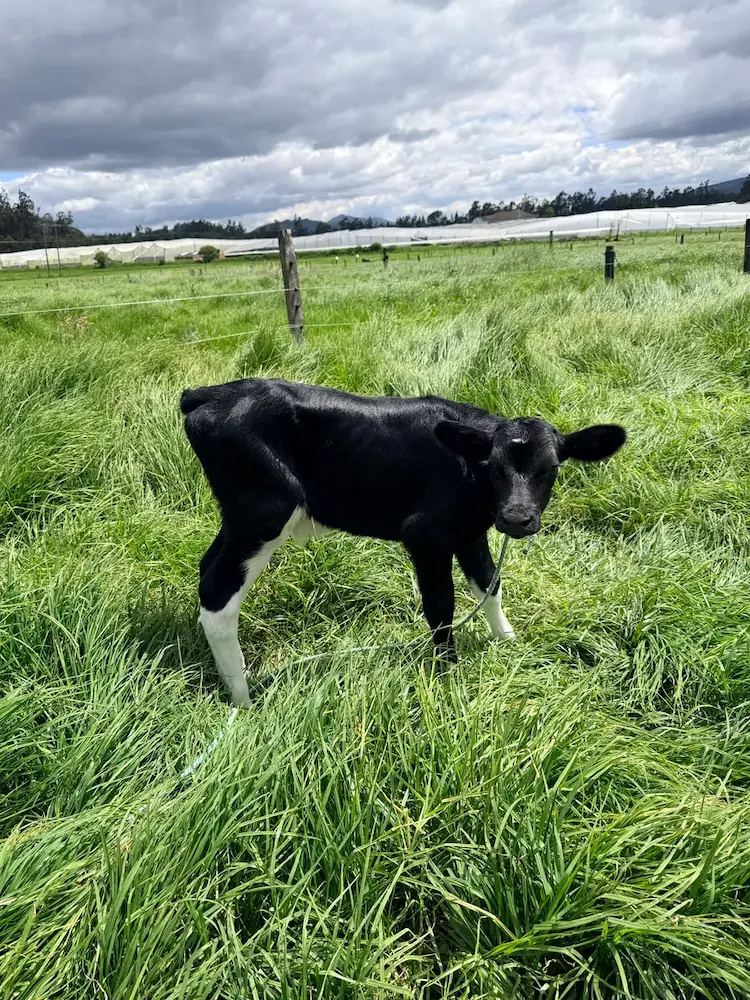 Cria holstein - ganado bovino en Colombia