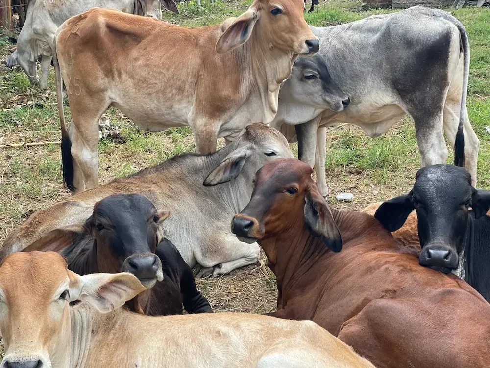 Lote de novillos 2 - ganado bovino en Colombia