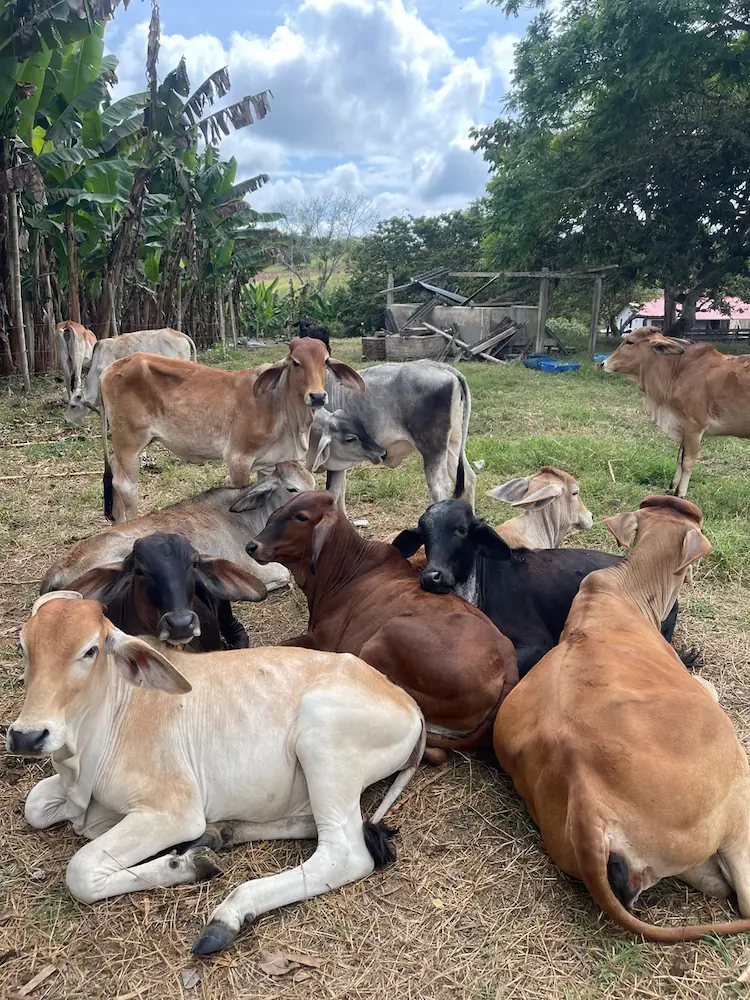 Lote de novillos 3 - ganado bovino en Colombia