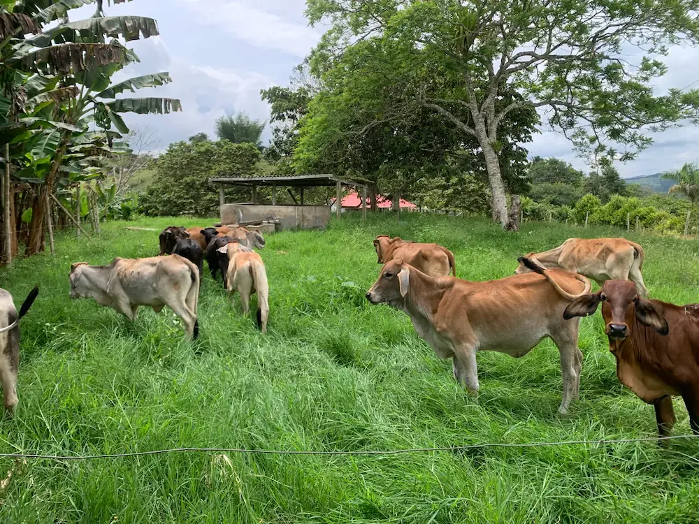Lote de novillos - ganado bovino en Colombia