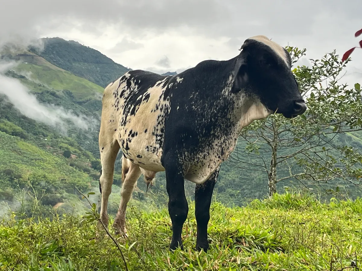 Novillo clasudo - ganado bovino en Colombia