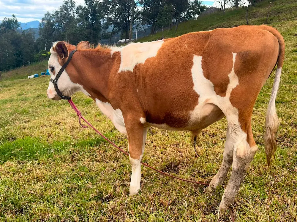 Ternero montbeliarde 2 - ganado bovino en Colombia