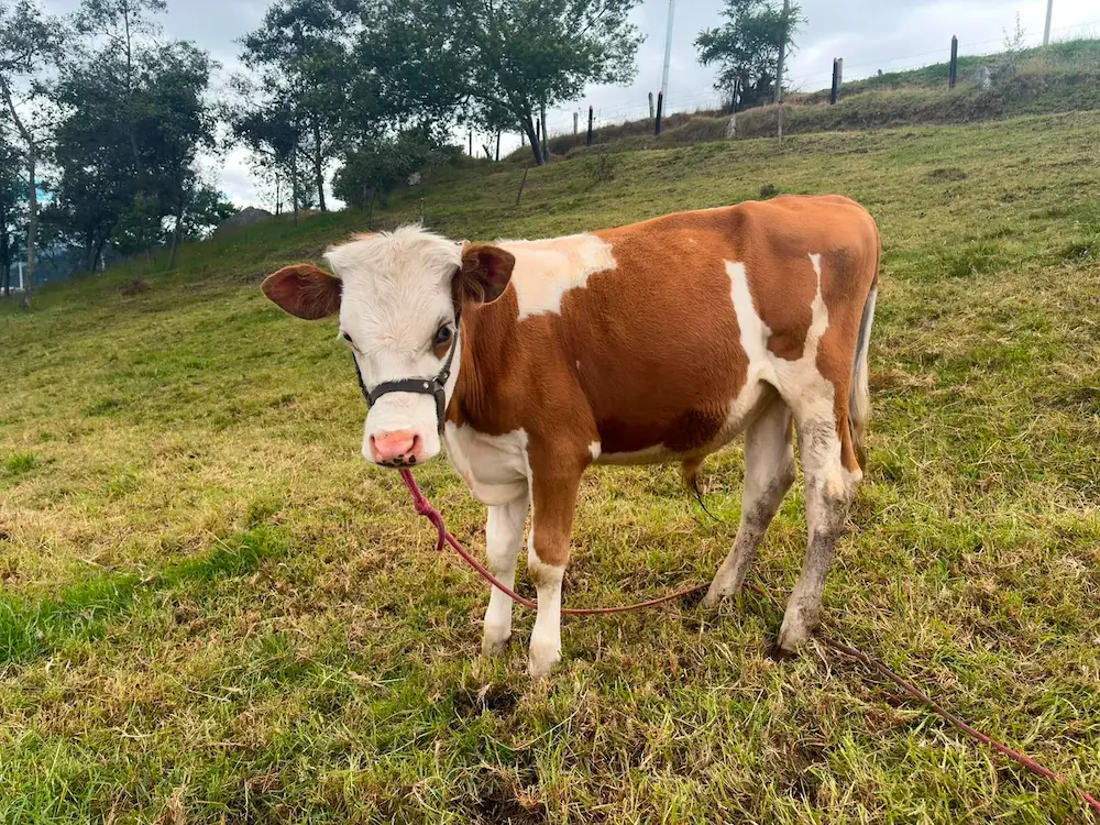 Ternero montbeliarde - ganado bovino en Colombia
