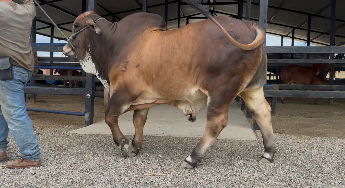 Torete brahman rojo - ganado bovino en Colombia
