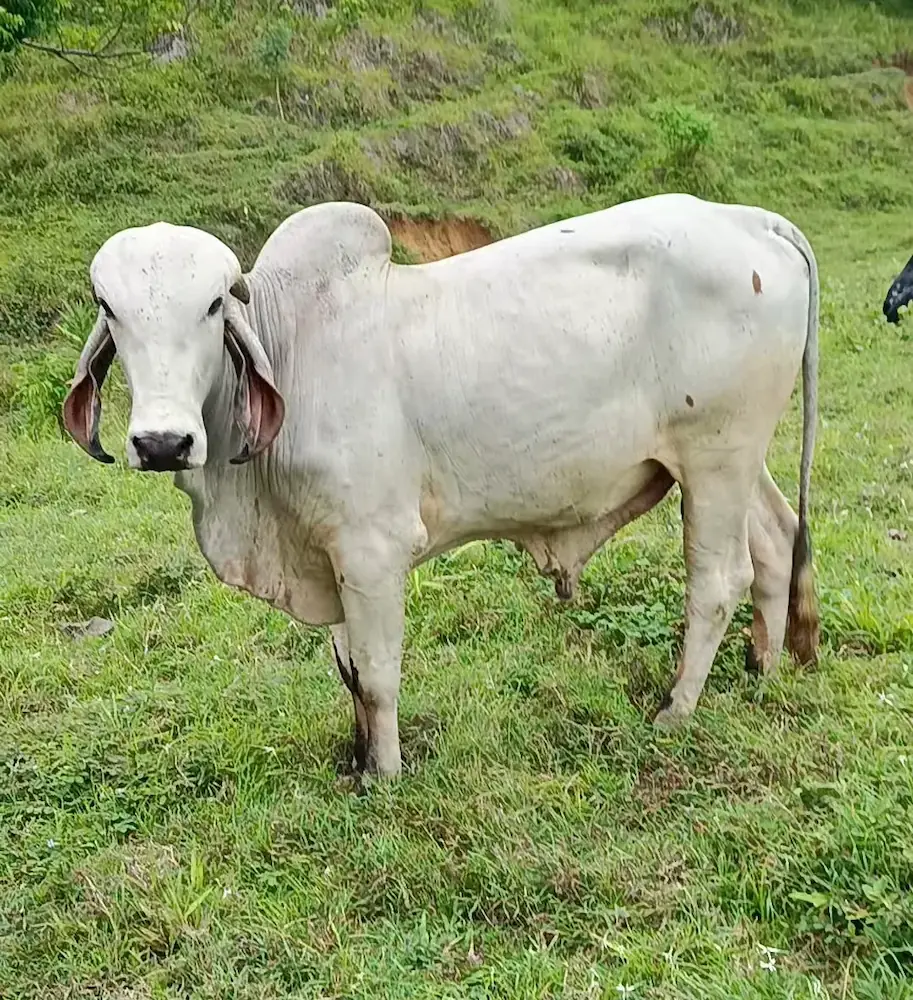 Torete gyr - ganado bovino en Colombia