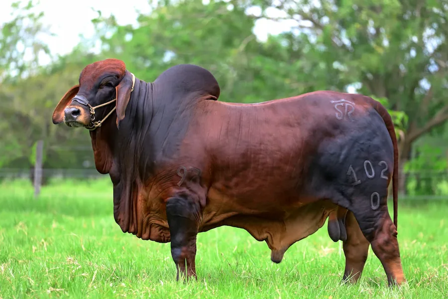 Pastos y forrajes para ganadería bovina en Colombia